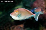 naso unicornis naso unicornis