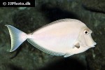 naso unicornis naso unicornis