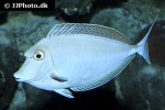 naso unicornis naso unicornis