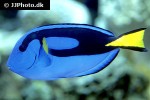 paracanthurus hepatus paracanthurus hepatus