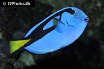 paracanthurus hepatus paracanthurus hepatus