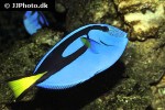 paracanthurus hepatus paracanthurus hepatus