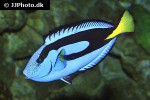 paracanthurus hepatus paracanthurus hepatus