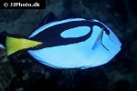 paracanthurus hepatus paracanthurus hepatus