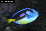 paracanthurus hepatus paracanthurus hepatus