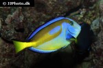 paracanthurus hepatus paracanthurus hepatus