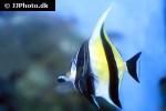 zanclus cornutus zanclus cornutus