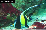 zanclus cornutus zanclus cornutus