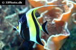 zanclus cornutus zanclus cornutus