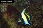 zanclus cornutus zanclus cornutus