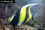 zanclus cornutus zanclus cornutus