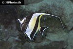 zanclus cornutus zanclus cornutus