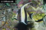 zanclus cornutus zanclus cornutus
