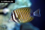 zebrasoma desjardinii zebrasoma desjardinii