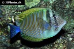 zebrasoma desjardinii zebrasoma desjardinii