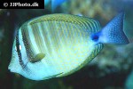 zebrasoma desjardinii zebrasoma desjardinii