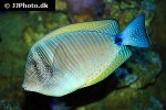 zebrasoma desjardinii zebrasoma desjardinii