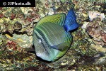 zebrasoma desjardinii zebrasoma desjardinii