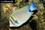 zebrasoma desjardinii zebrasoma desjardinii