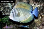 zebrasoma desjardinii zebrasoma desjardinii