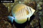 zebrasoma desjardinii zebrasoma desjardinii