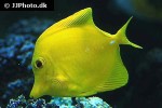 zebrasoma flavescens zebrasoma flavescens