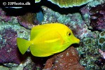 zebrasoma flavescens zebrasoma flavescens