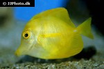 zebrasoma flavescens zebrasoma flavescens