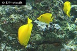 zebrasoma flavescens zebrasoma flavescens