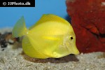 zebrasoma flavescens zebrasoma flavescens