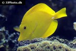 zebrasoma flavescens zebrasoma flavescens