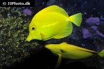 zebrasoma flavescens zebrasoma flavescens