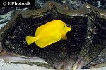 zebrasoma flavescens zebrasoma flavescens