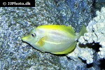 zebrasoma flavescens zebrasoma flavescens