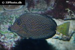 zebrasoma gemmatum zebrasoma gemmatum