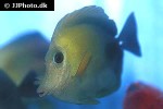 zebrasoma scopas zebrasoma scopas