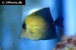 zebrasoma scopas zebrasoma scopas