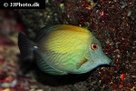 zebrasoma scopas zebrasoma scopas