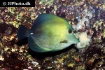 zebrasoma scopas zebrasoma scopas