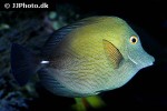 zebrasoma scopas zebrasoma scopas