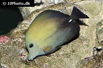 zebrasoma scopas zebrasoma scopas