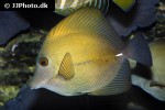 zebrasoma scopas zebrasoma scopas