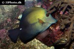 zebrasoma scopas zebrasoma scopas