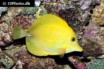 zebrasoma scopas yellow zebrasoma scopas yellow