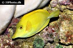 zebrasoma scopas yellow zebrasoma scopas yellow