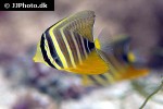 zebrasoma velifer zebrasoma velifer