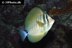 zebrasoma velifer zebrasoma velifer