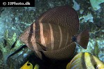 zebrasoma velifer zebrasoma velifer