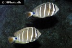 zebrasoma velifer zebrasoma velifer