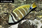 zebrasoma velifer zebrasoma velifer